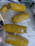 守望乡村（KEEP W-VILLAGE GO）新鲜东北玉米新甜糯鲜嫩玉米棒 真空包装 蔬菜苞米棒整箱装 【5黑5黄】10支 （总净重1600g以上） 实拍图
