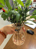 驱蚊竹柏水培植物大棵室内水养绿植花卉盆栽办公室桌面驱蚊草好养 精选竹柏10棵+透明钻石瓶+肥+石 实拍图