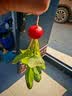 北蔬黄心菜种子乌塌菜奶油白菜矮油菜耐寒四季种菜籽 黄心乌种子4千粒 实拍图