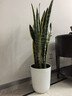 植男植女大型金边虎皮兰植物客厅卧室办公室绿色观叶花卉绿植盆栽源头直发 实拍图