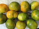 京鲜生 金秋砂糖橘/砂糖桔 5斤 生鲜水果礼盒  实拍图