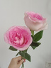 京东鲜花产地仓严选玫瑰颜色随机家庭插花随机玫瑰10枝源头直发 实拍图