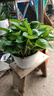 双盟绿萝盆栽除甲醛花卉绿植办公室新房净化空气180加仑4盆装源头直发 实拍图