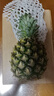 广东湛江徐闻菠萝 香水菠萝 热带水果  1个 净重1.3-2斤 实拍图