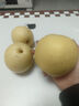 正宗河北皇冠梨 产地直发 现摘现发 脆甜多汁梨子整箱新鲜水果 皇冠梨净重1.5斤装 实拍图