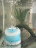 憨憨乐园鱼缸气动过滤器水妖精小水族箱过滤器迷你吸便器生化反气举 实拍图