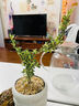 八芽悬崖六月雪盆栽金边老桩弯枝造型中式禅意盆景客厅桌面好养绿植 六月雪-PVC小甜甜圈盆-密胺托盘 带盆栽好 实拍图