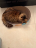 疯狂的主人猫抓板窝特大号猫玩具猫爪板猫抓盆不掉屑猫窝椭圆形瓦楞纸 实拍图