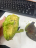 正宗进口秘鲁哈斯牛油果孕妇水果宝宝辅食进口鳄梨整箱批发价 4个装 单果重130-160克 实拍图