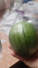 全美2K小糖丸西瓜 2K小糖丸西瓜1.5斤-2斤 实拍图