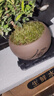 开时果 小叶赤楠盆景摆件 办公室桌面绿植花卉好养盆栽植物源头直发包邮 【推荐款】舍得紫砂盆+苔藓+底座 实拍图