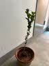 君扬广西柑橘嫁接果树苗无核沃柑砂糖橘子茂谷皇帝柑脆皮金柑金桔 砂糖橘苗 两年苗45-50CM高（带土带叶） 实拍图