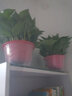 九千谷绿萝盆栽除甲醛客厅阳台绿植盆景植物花卉混色4盆装源头直发 实拍图