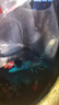 台湾纯种普身蝴蝶鲤观赏鱼冷水鱼大鳍大尾冷水鱼好养耐活包邮包活 贵妃白色5-8公分3条 实拍图