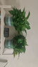 双盟绿萝盆栽除甲醛花卉绿植办公室新房净化空气180加仑4盆装源头直发 实拍图