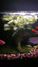 异景园鱼缸水族箱造景水榕沉木活体水草淡水无土植物后景真水草净水增氧 大号莫斯沉木 实拍图