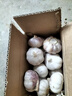 精选新鲜山东大蒜干蒜多瓣蒜头蔬菜批发产地直发大蒜头 优选 3斤 (果径≥3.5cm) 实拍图