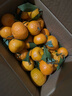 尔蝶广西砂糖橘桔子蜜橘10斤新鲜水果当季薄皮沙糖桔整箱橘子 精选5斤装 净重4.5斤 实拍图