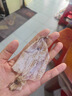 万景 北海淡干手撕鱿鱼干 净重250g/袋(30-35只) 海鲜干货 源头直发  实拍图