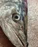 云储生活海捕特大鲅鱼冷冻马鲛鱼整条礼盒净重5.5-6.5斤/条源头直发包邮 实拍图