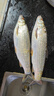 达亿瓦（DAIWA）子龙zillion sv tw2021款国际版日版远投竞技防炸线路亚水滴轮子 21款子龙SV TW 7.1速比国际版 左手型 实拍图