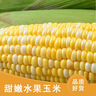 滇味十足（DIANWEISHIZU）水果玉米甜玉米云南金银双色新鲜甜嫩水果玉米棒鲜玉米茄果瓜 金银双色 【精选9斤】（净重 约10-16根） 实拍图