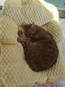 华元宠具（hoopet）猫窝保暖冬季大号超级大猫窝狗窝四季通用猫咪垫子睡觉用猫沙发床 M 建议15斤内·英短渐层小型犬 实拍图