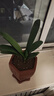大盆君子兰盆栽名贵国宝级花卉苗绿植物圆头和尚室内客厅四季好养 【掌柜推荐】8-11片叶子+带土 送肥料 实拍图
