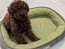 【京东快递】猫窝狗窝中大型狗垫子四季通用狗狗窝垫大型狗窝沙发 草绿色 L- 60*48cm 适合15斤内宠物 实拍图