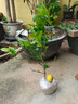 叶之静柠檬树苗 阳台 庭院植物 南方北方种植 果树苗 当年颗结果 香水柠檬 五年大苗当年结果 实拍图