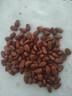 林谷森园 开口松子 大颗粒净重500g 坚果休闲零食手剥东北红松子散装 950特大颗粒一斤净重500克 实拍图