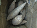 亨泰丰源（HENGTAIFENGYUAN）新鲜红薯 蜜薯鲜挖现发 沙地地瓜 红苕新鲜蔬菜流油地瓜 5斤新鲜红薯 实拍图
