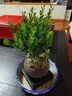 开时果 小叶赤楠盆景摆件 办公室桌面绿植花卉好养盆栽植物源头直发包邮 【推荐款】舍得紫砂盆+苔藓+底座 实拍图