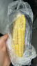 京鲜生东北白糯玉米250g*10棒 新鲜甜糯玉米棒真空包装粘玉米 源头直发 实拍图