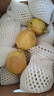 京鲜生 新疆库尔勒香梨 净重5斤 一级 单果100g-120g  生鲜水果 实拍图