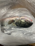 鲜活冲浪河鲈鱼400-500g/条 实拍图