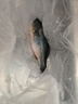 鲜活冲浪河鲈鱼400-500g/条 实拍图