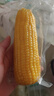 十月稻田 黄糯玉米 3.52斤(220g*8根) 25年新玉米 东北玉米 早餐 低脂粗粮 实拍图