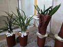 华香园绿植花卉兰花苗浓香墨兰【金华山】办公室内盆栽盆景耐阴植物多肉 金华山7苗带盆(红色盆)带花苞 实拍图