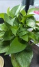 双盟绿萝盆栽除甲醛花卉绿植办公室新房净化空气 120款10盆源头直发 实拍图