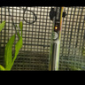 创星鱼缸加热棒电加热器自动恒温水族箱小型乌龟缸加温棒HCH 【短款】黄头AH-200W 实拍图
