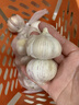 大蒜头出口品质网兜紫蒜蔬菜调料新鲜大果烧烤火锅食材 【精品网兜装】1斤装 450g 实拍图