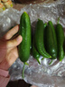 京喜加新鲜无刺水果小黄瓜小青瓜脆甜荷兰脆嫩生吃黄瓜蔬菜 水果黄瓜 2斤 带箱活动 实拍图