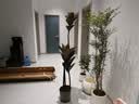 爱优尚孟加拉榕盆栽大型绿植室内客厅高山榕黄金榕树落地源头直发 实拍图