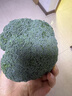 小汤山 西兰花 270g 基地直供新鲜蔬菜GAP认证 实拍图