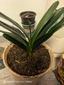 大盆君子兰盆栽名贵国宝级花卉苗绿植物圆头和尚室内客厅四季好养 【掌柜推荐】8-11片叶子+带土 送肥料 实拍图