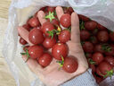 正宗海南千禧小番茄圣女果5斤新鲜水果小西红柿水果番茄w顺丰DD 3斤精选【顺丰/JD快递】净2.7斤 实拍图