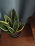 金边虎皮兰新房办公室多肉植物花卉白玉虎皮兰长脚虎皮兰绿植盆栽 3棵金边虎皮兰+1个加仑盆送底托 实拍图