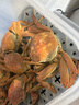 【活蟹】宿有千香 鲜活大闸蟹 全母蟹2.2-2.5两/只 共8只 去绳足重 蟹类螃蟹河蟹礼盒 实拍图