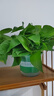 双盟绿萝盆栽除甲醛花卉绿植办公室新房净化空气180加仑2盆装源头直发 实拍图